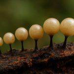 Myxomycetes: The Hidden Powerhouses of the Microbial World (2025)